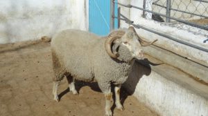Jaba Sheep (2)