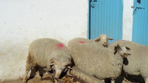 Jaba Sheep (3)