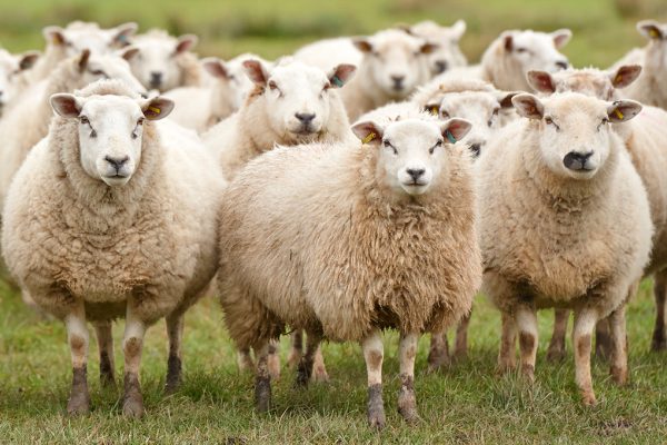 A flock of white domestic sheep (Ovis aries), standing in a field and staring at the camera.,Getty August 2017