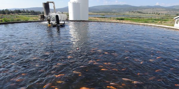 Kelley Hotspring Fish Farm (Tilapia)