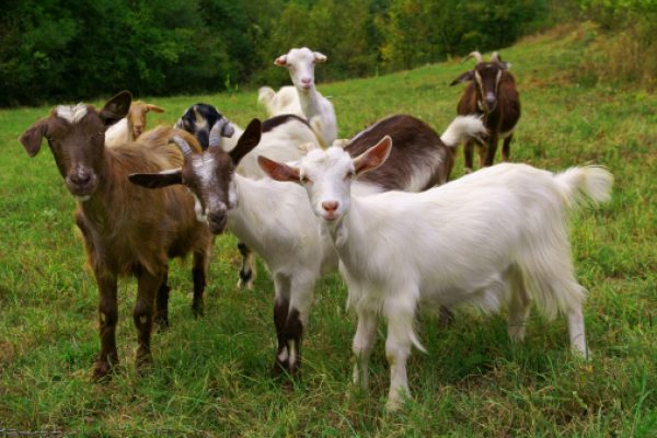 Herd of goats on mountan meadow