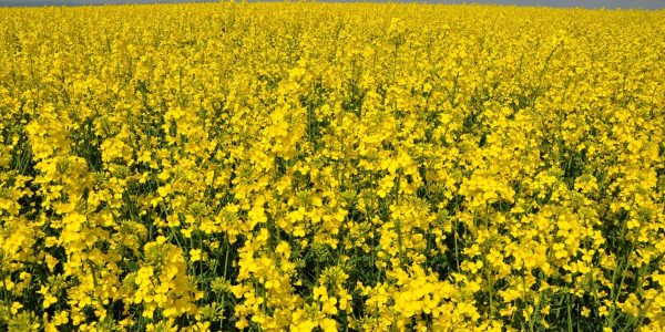Rapeseed_field_(Brassica_napus)_in_Germany