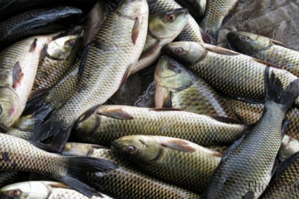 fish-production-exceeds-3-200-tons-per-annum-in-kp-1549146253-2196