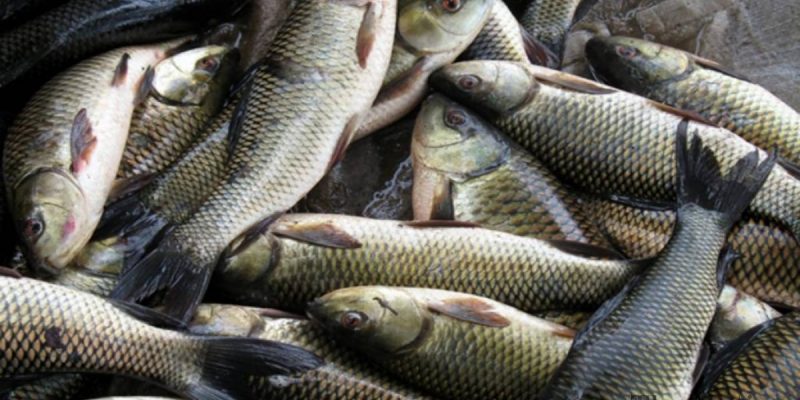 fish-production-exceeds-3-200-tons-per-annum-in-kp-1549146253-2196
