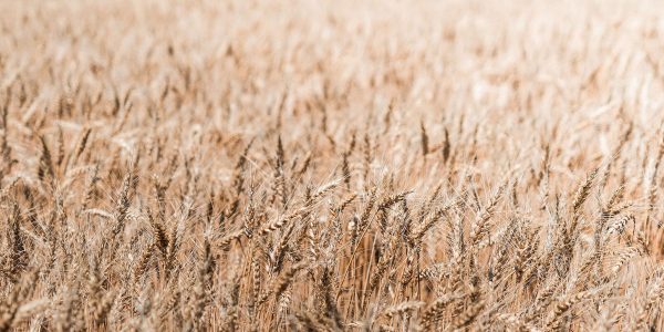 wheat-fields-free-photo-2210x1473